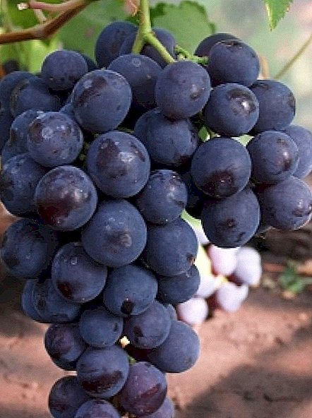 Rochefort grape cûda