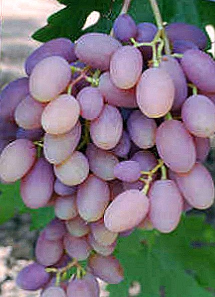 Shumëllojshmëri rrushi "Victor"