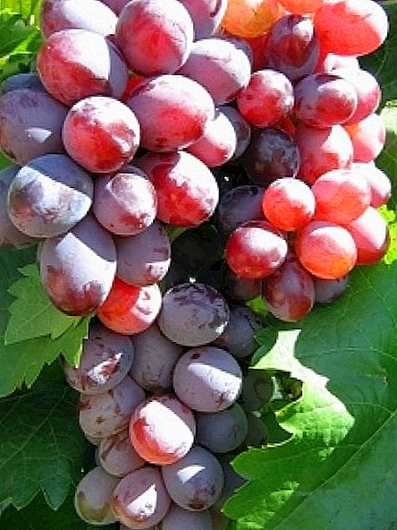 ຊັ້ນຂອງ grapes "Volzhsky"