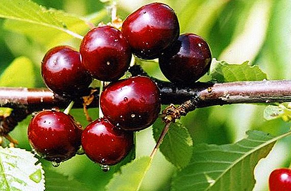 Varietet i Cherry "Cherry Wonderful": karakteristikat dhe karakteristikat, pro dhe kundra