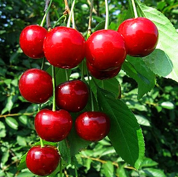 Cherry iri-iri "Dessert Morozova": halaye, asirin cin nasara namo