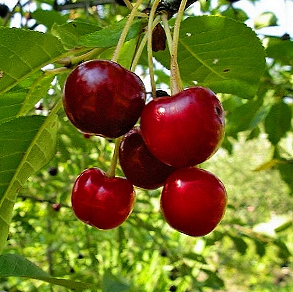 Cherry varieties "Vladimirskaya"