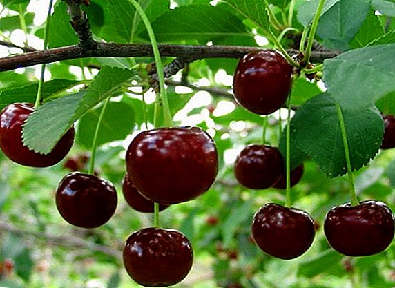 Aina ya Cherry "Mkutano": sifa, kilimo cha agrotechnology