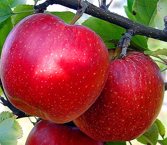 "Idared" सफरचंद विविधता: वैशिष्ट्ये, फायदे आणि तोटे