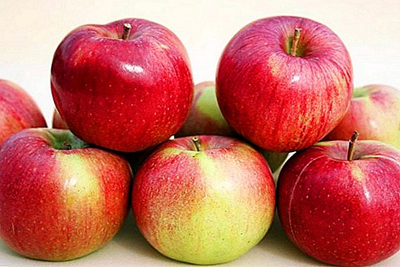 Macem-macem apel "Anis": ciri, jinis, budidaya tetanèn