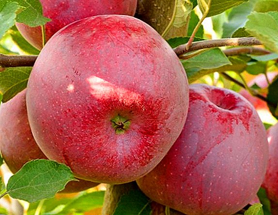 Различни јаболка "Флорин": карактеристики, предности и недостатоци