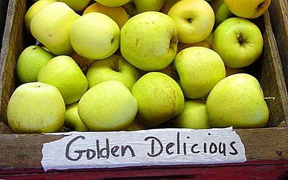 Varotra Apple "Golden Delicious": ny toetra, ny fambolena agrotechnics