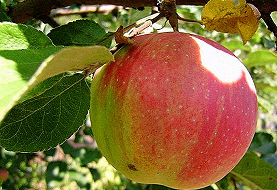 Diversitéit Apfel "Cowberry": Charakteristiken, Virdeeler an Nodeeler