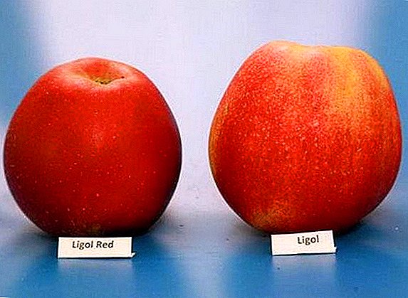 Apple Varietéit "Ligol": Charakteristiken, Virdeeler a Nodeeler