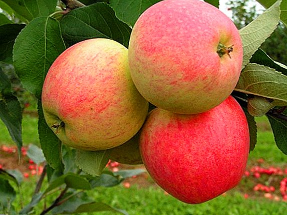 सफरचंद विविध "स्वप्न": फायदे आणि तोटे, लागवड आणि काळजी