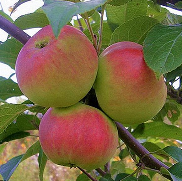 Dhirta Apple kala duwan "Gift for gardeners": sifooyinka, beerista agrotechnology