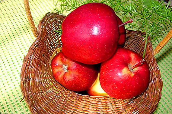 સફરજન વૃક્ષો વિવિધ "સ્ટાર્કિમસન": લાક્ષણિકતાઓ અને ખેતીની કૃષિ તકનીક