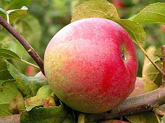Различни јаболки "ветеран": карактеристики, добрите и лошите страни, совети за одгледување
