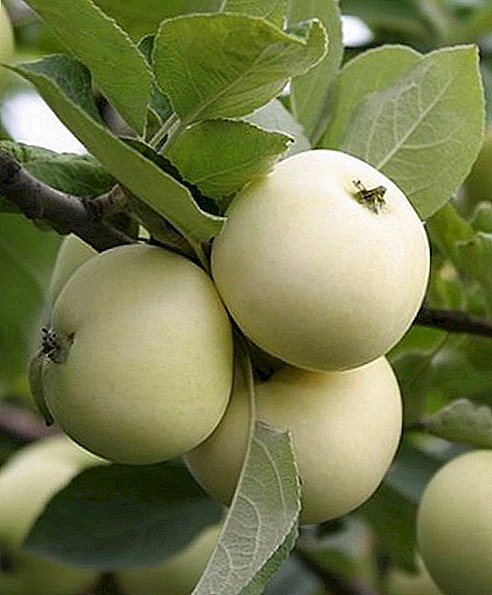 მრავალფეროვანი ვაშლის ხეები "ახალგაზრდა": მახასიათებლები, დადებითი და cons