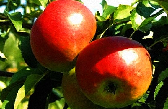 Apple variedade "Zhigulevskoe". O que é importante coñecer ao xardineiro