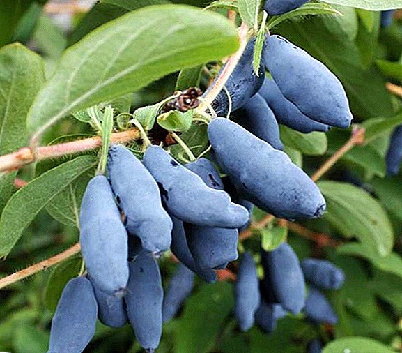 Variedade de madressilina "Ninfa": descrición de arbustos e froitos
