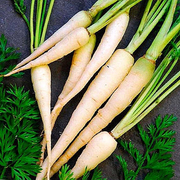 انواع هویج سفید، کالری، سود و زیان