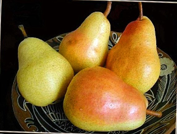 මොස්කව් කලාපය සඳහා Pear වර්ග