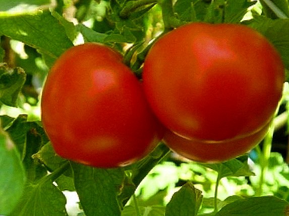 Varietas tomat kanggo lemah sing mbukak