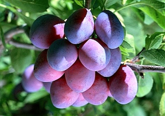 Varietas plums kanggo Taman