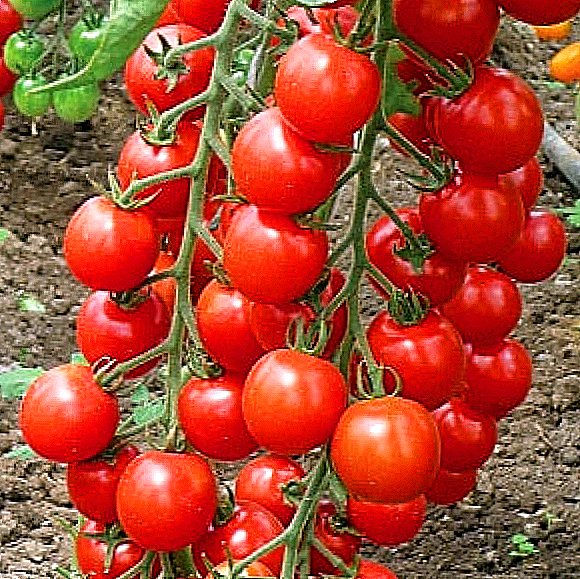 Tomatensorten fir Tannhauser