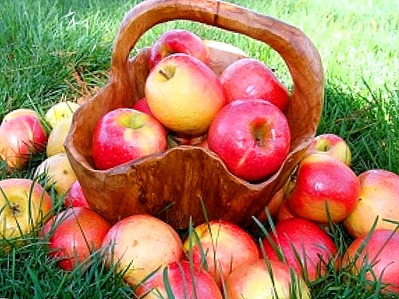 Sorte jabuka: ljeto, jesen, zima