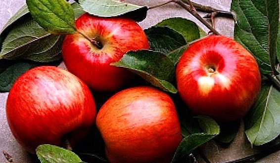 Անցյալի հասունացած խնձորի սորտերը