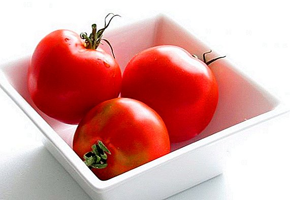 Sortne karakteristike paradajza "Klusha": opis, fotografija, prinos
