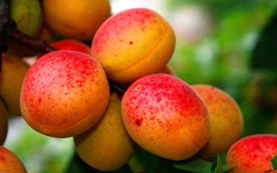 Tip kanggo tanduran musim aprikot