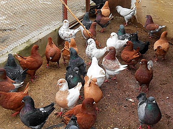 Tip kanggo pigeons breeding