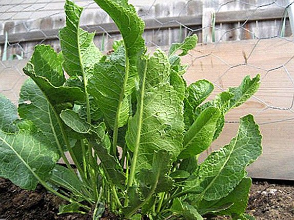 लागवड आणि काळजी: वाढत horseradish वाढत टिपा
