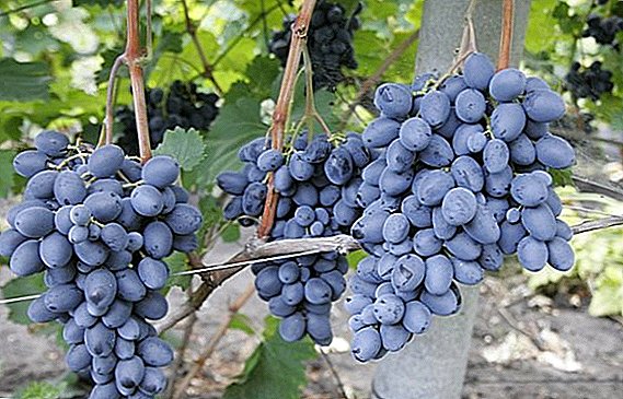 Këshilla për rritjen dhe karakteristikat e rrushit të shisheve