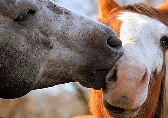 Kalimi i kuajve: përzgjedhja e kafshëve, metodat e mbarështimit, mënyrat e mating