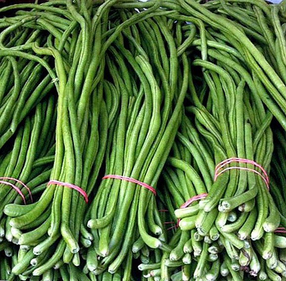 Vigna Asparagus Beans - Mga Tampok ng Paglilinang