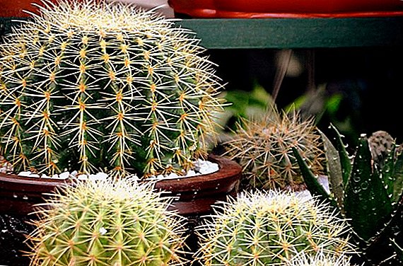 Popis kaktusa za kućni uzgoj