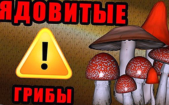 Листа на опасни и отровни печурки со опис и слика