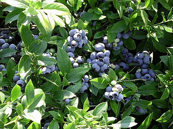 Dhaptar bushes berry kanggo menehi katrangan (foto lan jeneng)
