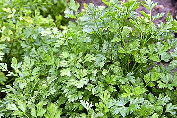 ရောဂါနှင့်ပိုးမွှား parsley တိုက်ဖျက်ရေးနည်းလမ်းများ