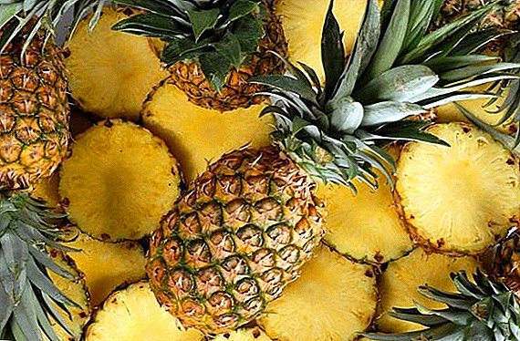 Pineapple үржүүлгийн арга, өрөөний нөхцөлд хан боргоцой тарих