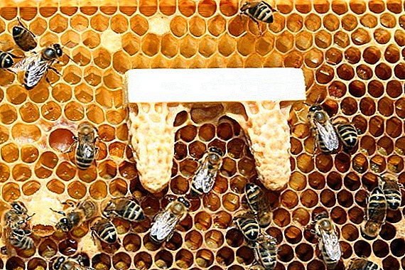 Cara ngembangake lebah ratu