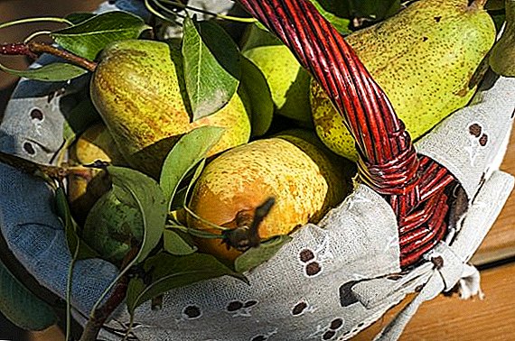 ဆောငျးရာသီ preform သစ်တော်သီးအဘို့နည်းလမ်းများ