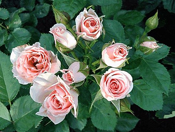 Spray roses: celebên wêneyên û taybetmendiyên mezinbûnê