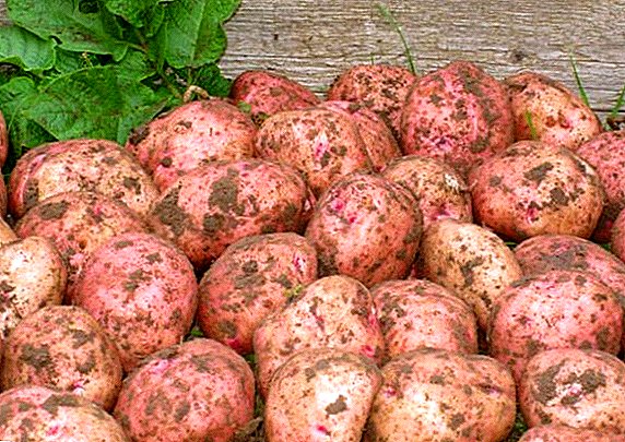 Jinis-jinis kentang ing tengah-awal Ilinsky