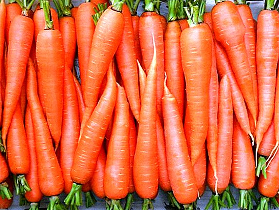Sarana jeung cara pikeun merangan hama wortel
