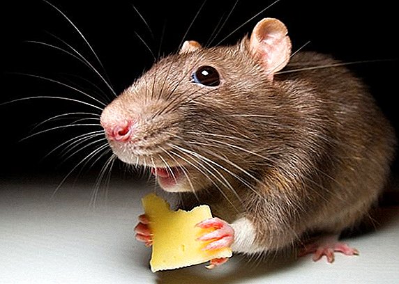 Fondos de ratos no país, como tratar con pragas
