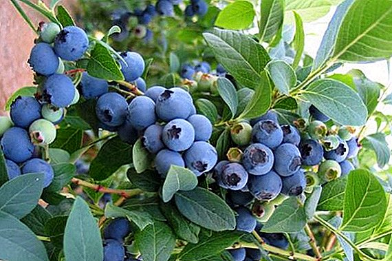 Tsarin Ganye na Blueberry: Mun Shuka Blueukrop