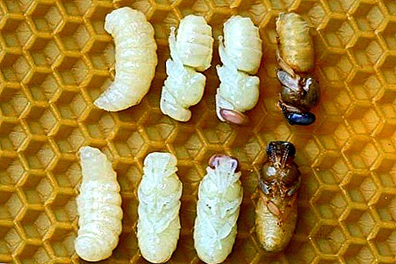 Cov theem ntawm txoj kev loj hlob ntawm Bee larvae