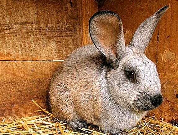 استافیلوکوک در خرگوش ها: چه چیزی، چگونگی ظهور، نحوه درمان است