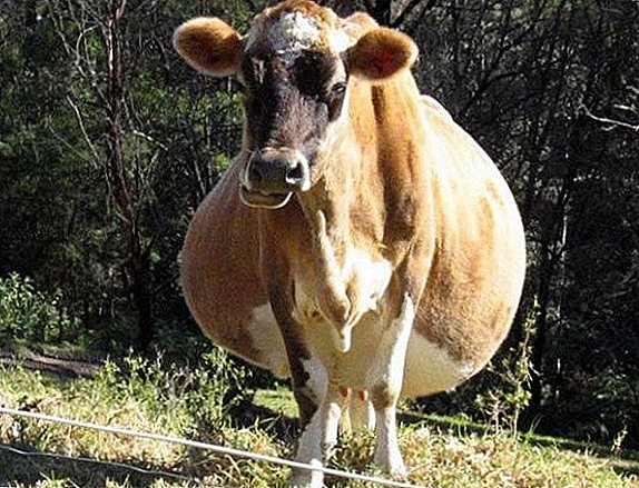 Pregnant (meteng) saka cow: istilah, tanggalan, tabel
