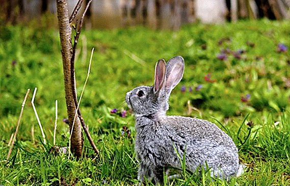 Bir dovşan albalı filial vermək lazımdır?